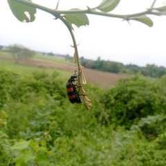 Hycleus biundulatus