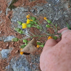 Hieracium umbellatum umbellatum