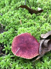 Suillus paluster