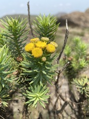 Phymaspermum athanasioides