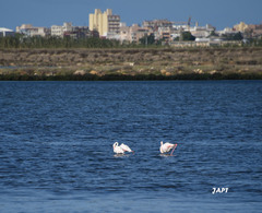Phoenicopterus roseus