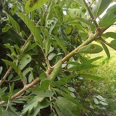 Chrysocoris purpureus