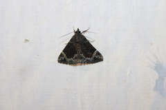 Hypena abalienalis