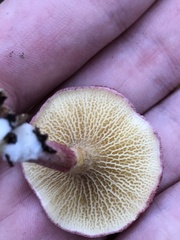 Suillus paluster