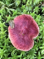 Suillus paluster