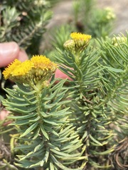 Phymaspermum athanasioides