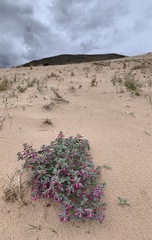 Penstemon albomarginatus
