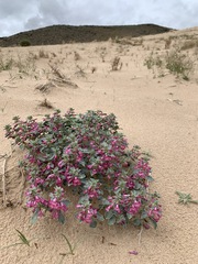 Penstemon albomarginatus