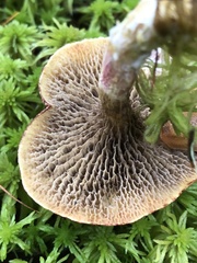 Suillus paluster