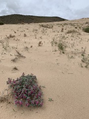 Penstemon albomarginatus