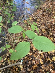 Philadelphus coronarius