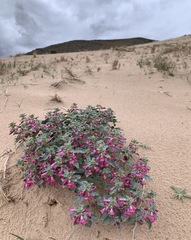 Penstemon albomarginatus