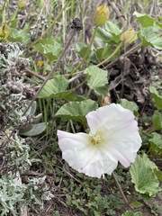 Calystegia macrostegia