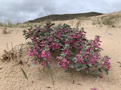 Penstemon albomarginatus