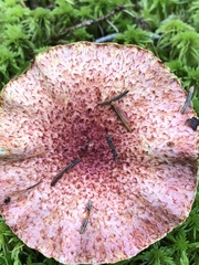 Suillus paluster