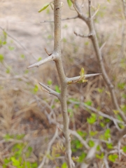 Searsia gueinzii