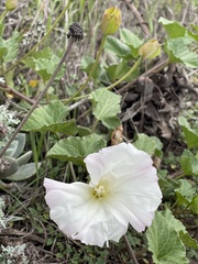 Calystegia macrostegia