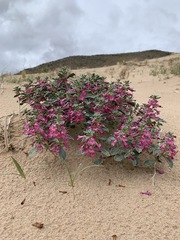 Penstemon albomarginatus