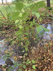 Philadelphus coronarius