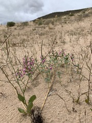 Penstemon albomarginatus