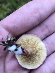 Suillus paluster