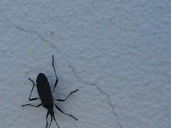 Dicranocephalus agilis