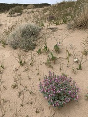 Penstemon albomarginatus