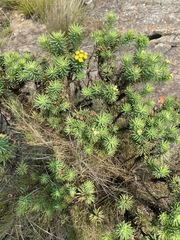 Phymaspermum athanasioides