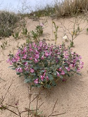 Penstemon albomarginatus