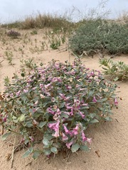 Penstemon albomarginatus