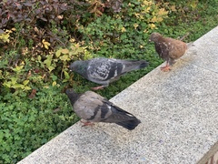 Columba livia domestica