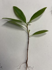 Proserpinaca palustris