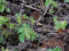 Atractomorpha sinensis