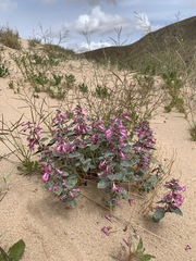 Penstemon albomarginatus