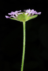 Lantana velutina