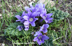 Mandragora autumnalis