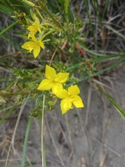 Oenothera clelandii