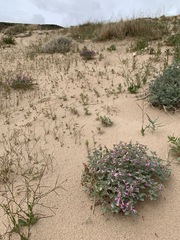 Penstemon albomarginatus