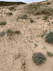 Penstemon albomarginatus