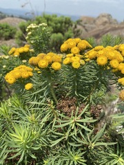 Phymaspermum athanasioides