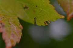 Trichocera annulata