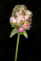 Lantana velutina
