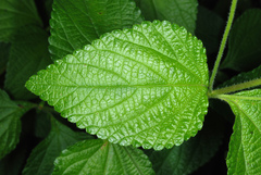 Lantana velutina