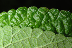 Lantana velutina