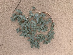 Penstemon albomarginatus