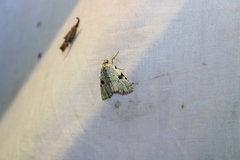 Leuconycta diphteroides