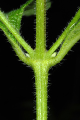 Lantana velutina