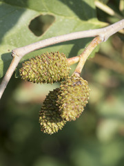 Alnus incana tenuifolia