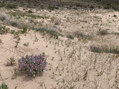Penstemon albomarginatus