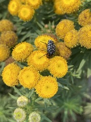 Phymaspermum athanasioides